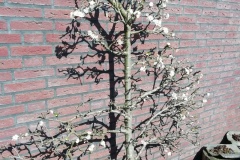 IMG_20200328_115651